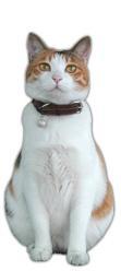 リンク道.com マスコットの猫 AN紹介